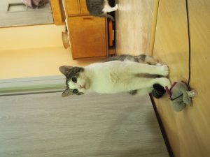 KOT MA DOM: Mikuś – kotek uratowany z dworca czeka na wymarzony dom !