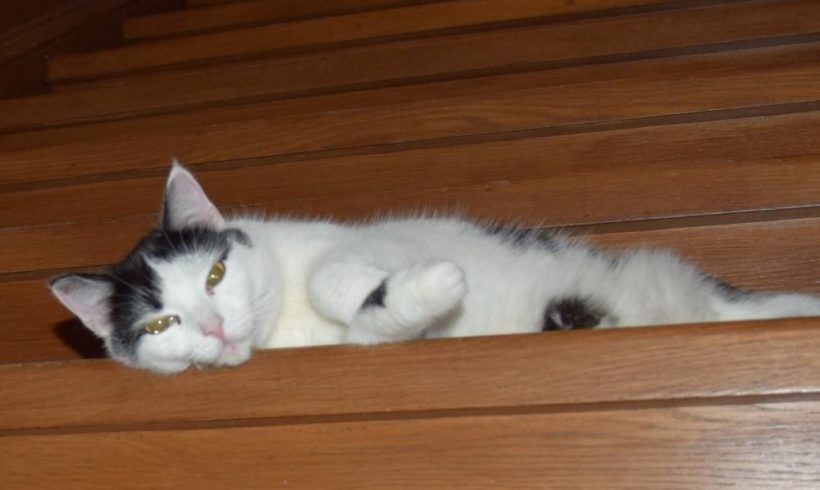 KOT MA DOM: PEREŁKA – trzyletnia koteczka szuka spokojnego dla siebie domku :)