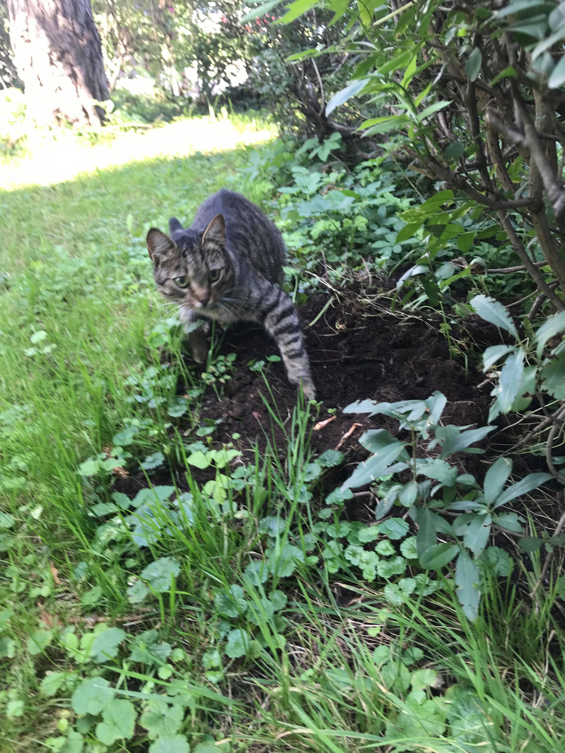 Kęty – znaleziona kotka