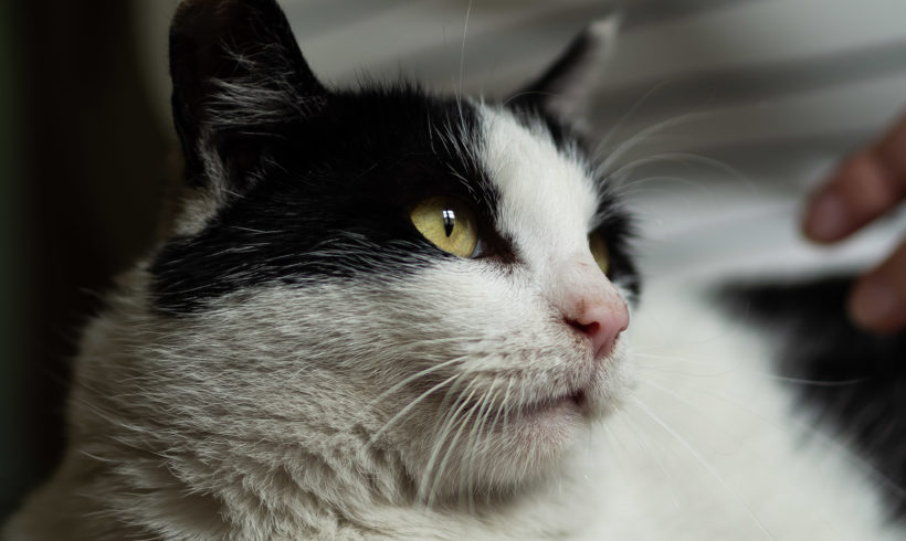 KOTKA MA DOM: Karolinka – człowiek zawiódł, a to nadal najufniejszy kot świata