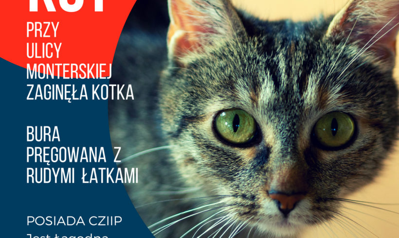 Zaginęła kotka: Bielsko-Biała, ul. Monterska (Mikuszowice Krakowskie)