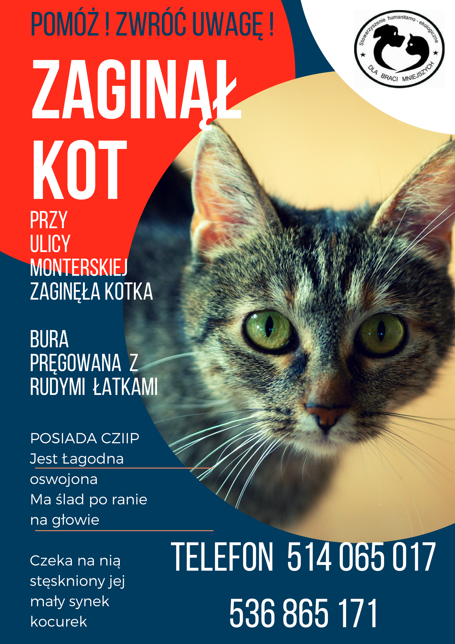 Zaginęła kotka: Bielsko-Biała, ul. Monterska (Mikuszowice Krakowskie)