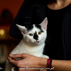 KOTKA MA DOM: Elli ze słodką plamką na nosku, dwumiesięczna kotka szuka domku