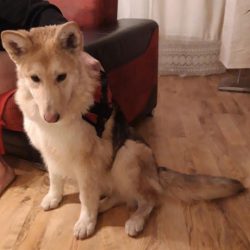 Czerwionka-Leszczyny – znaleziono psa – opiekun odnaleziony