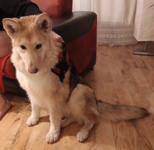Czerwionka-Leszczyny – znaleziono psa – opiekun odnaleziony