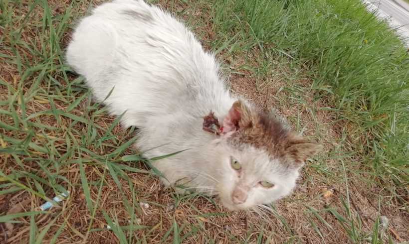 Czechowice-Dziedzice : poraniony kot, potrzebna pomoc w odłowieniu
