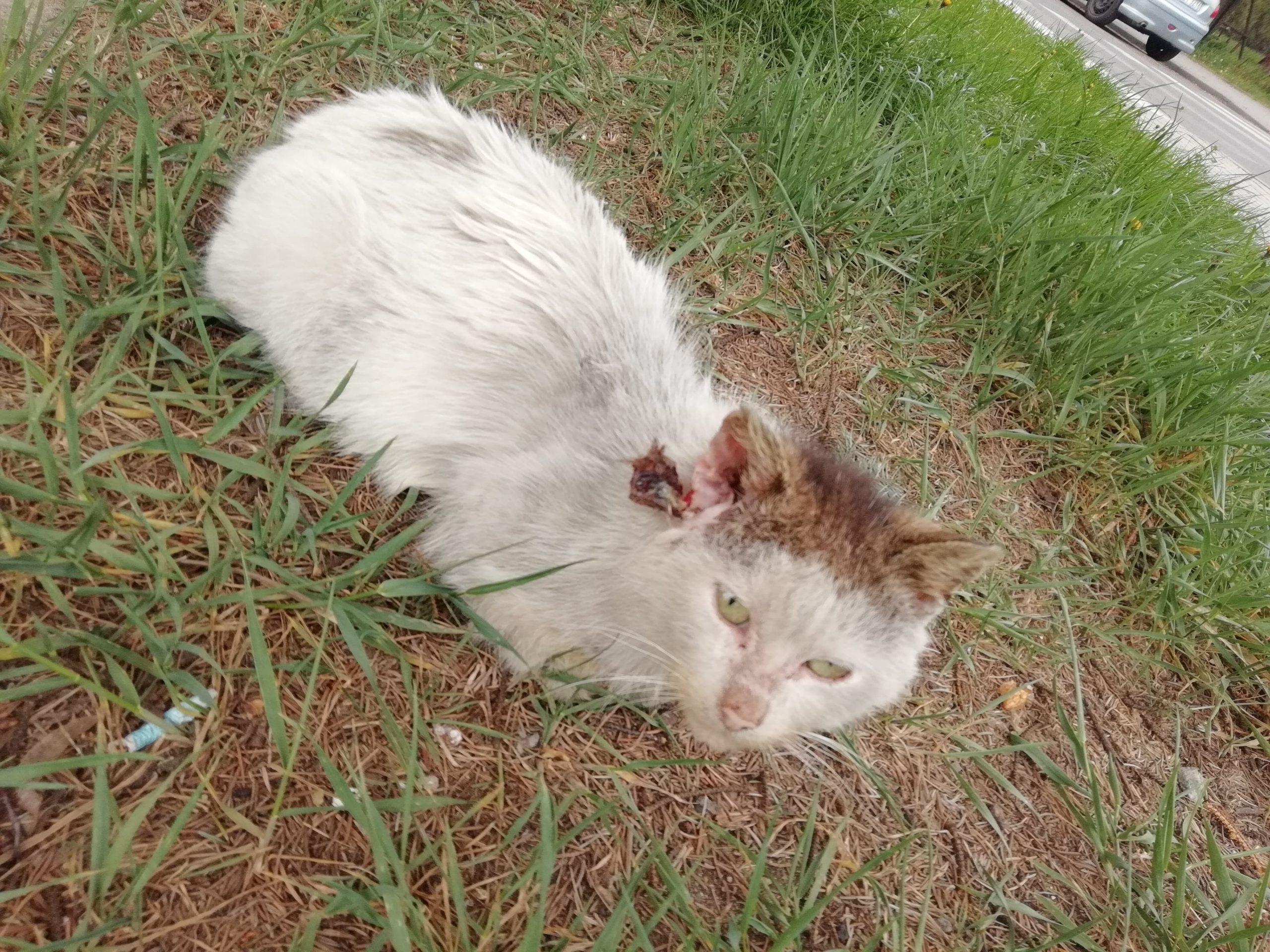 Czechowice-Dziedzice : poraniony kot, potrzebna pomoc w odłowieniu