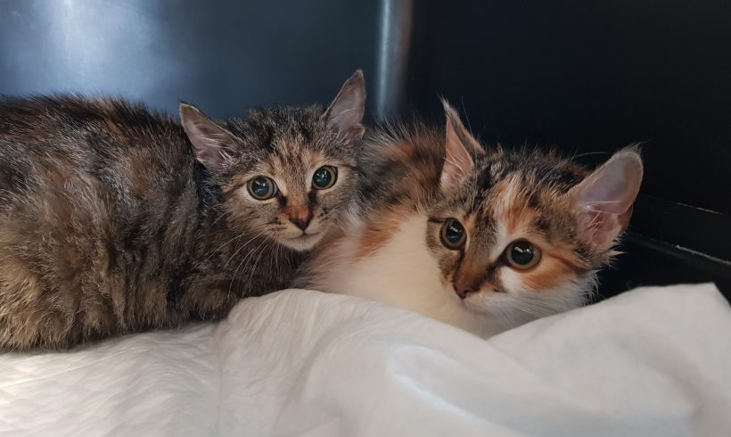 KOTY MAJĄ DOM: Śliczne kocięta Marzanna, Kasztanek i Halszka marzą o nowej rodzinie