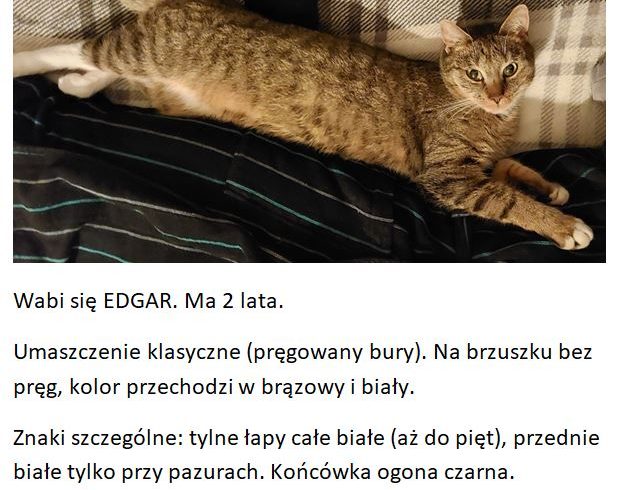 Zaginął kot – Bielsko-Biała , ul. Pocztowa