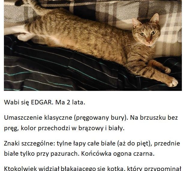 Zaginął kot – Bielsko-Biała , ul. Pocztowa